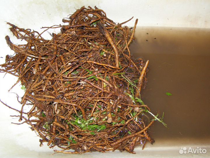 Корень одуванчика