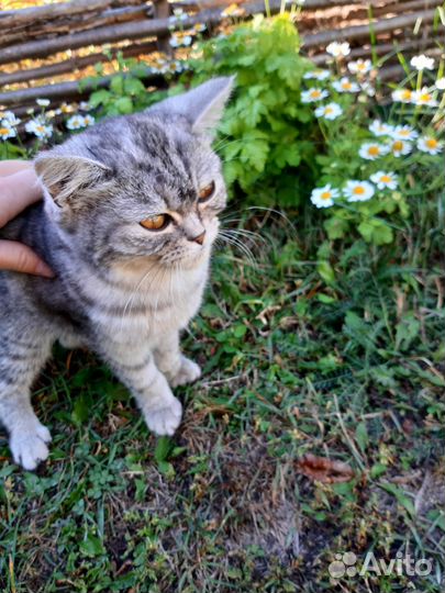 Котенок мальчик