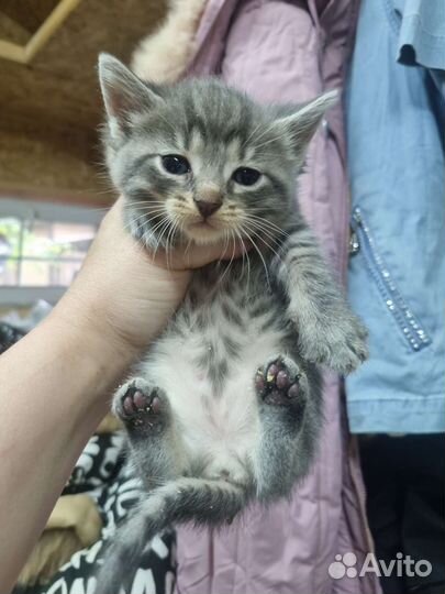 Котенок в дар