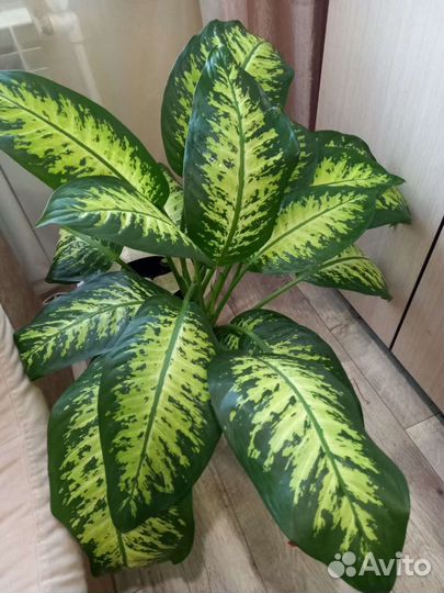 Диффенбахия