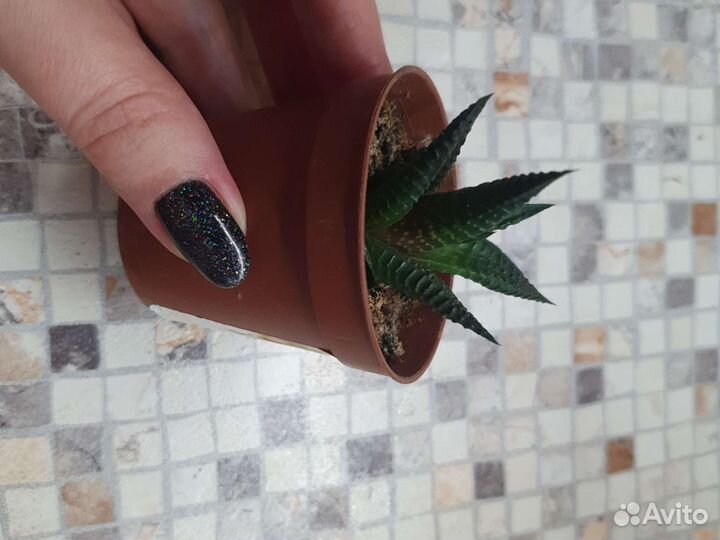 Толстянка (денежное дерево), кактусы