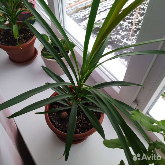 Пальма драцена