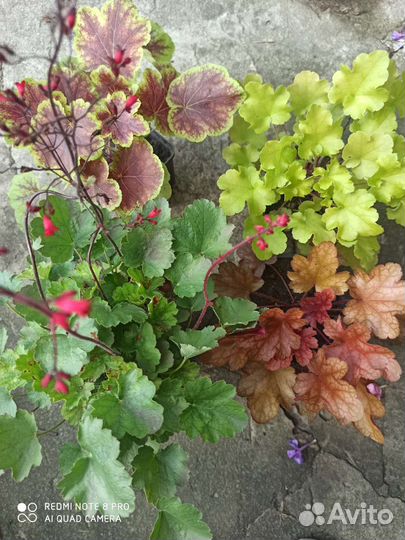 Цветы многолетники