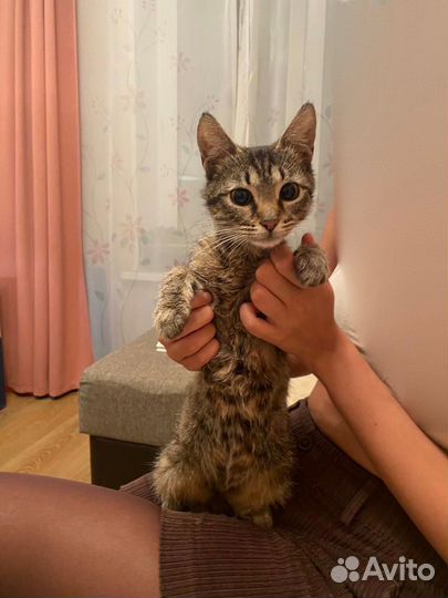 Ласковая кошечка-подросток ищет родителей