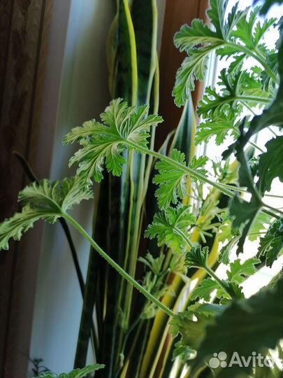 Цветы для дома