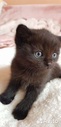 Котята малыши в добрые заботливые руки