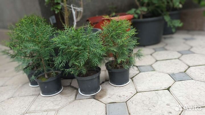 Хвойные рассады в горшках