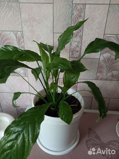 Спатифиллум