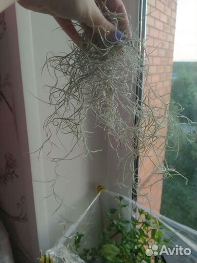 Искусственные растения