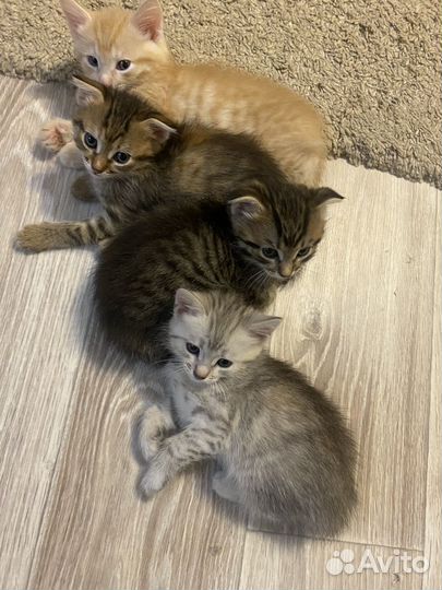 Котята в добрые руки