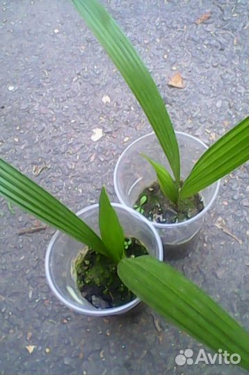 Трахикарпус Форчуна (молодые пальмочки)