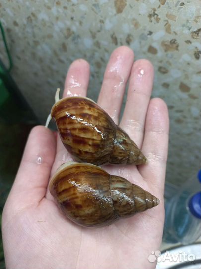 Улитки ахатины