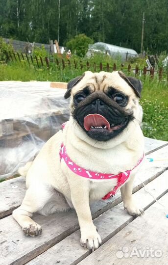 Вязка мопс девочка