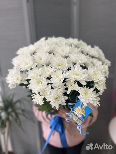 Хризантема кустовая цветы живые