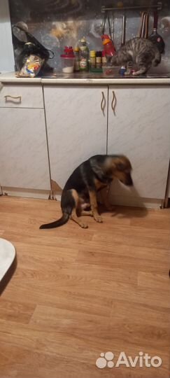 Собаки бесплатно