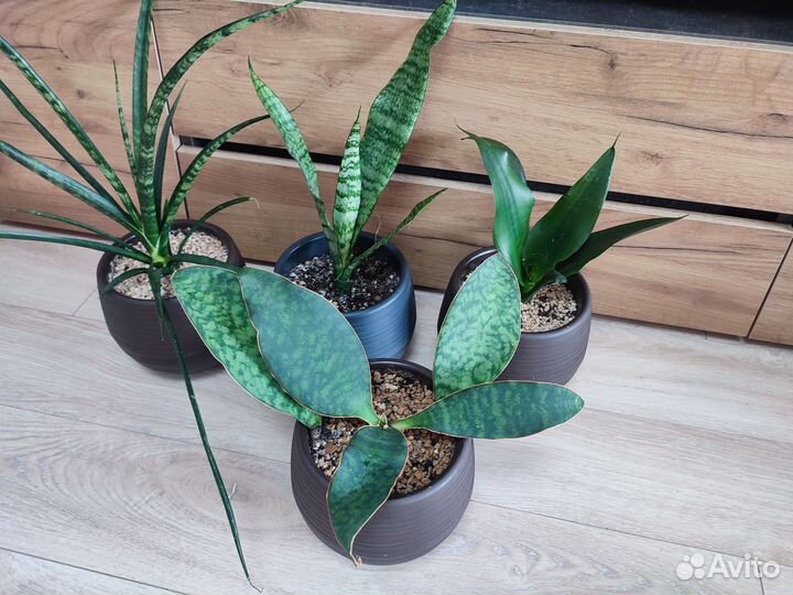 Сансевиерии