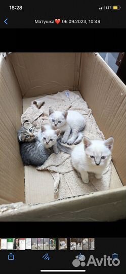 Британские котята