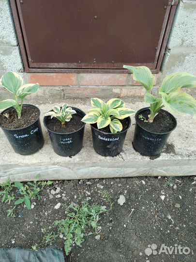 Хосты.27сортов