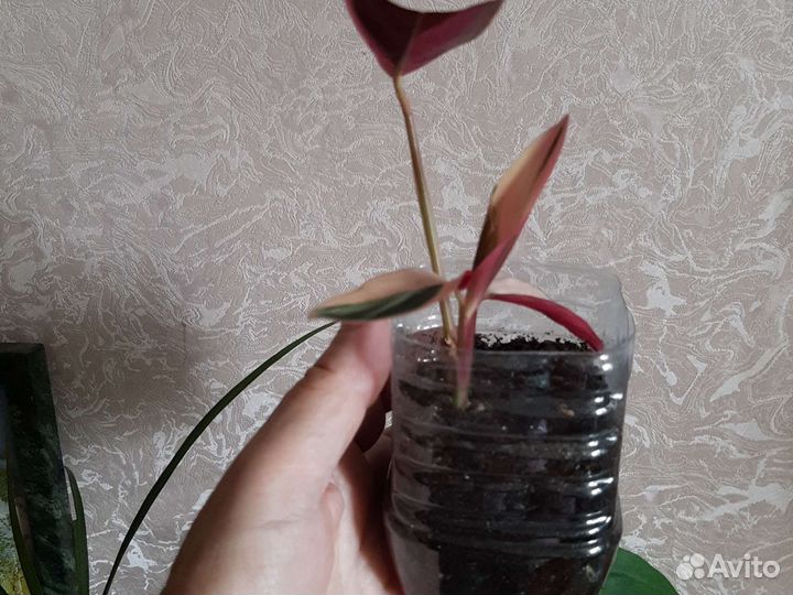 Строманта. Хлорофитум оранж