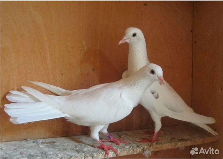 Голуби на свадьбу или праздник