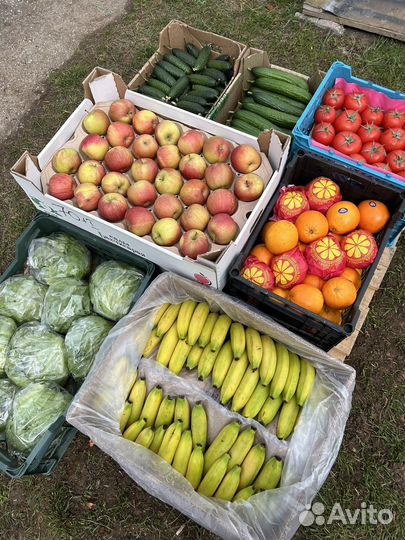 Помидоры оптом