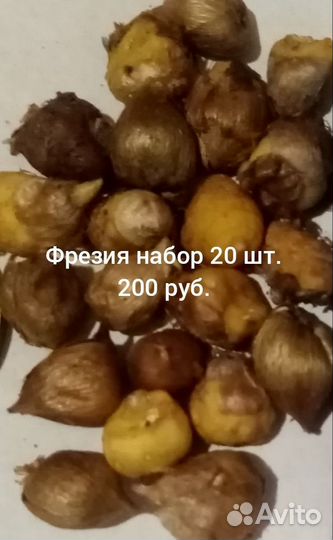 Луковицы фрезии