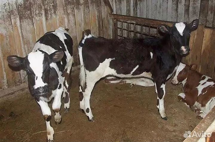 Бычки телята