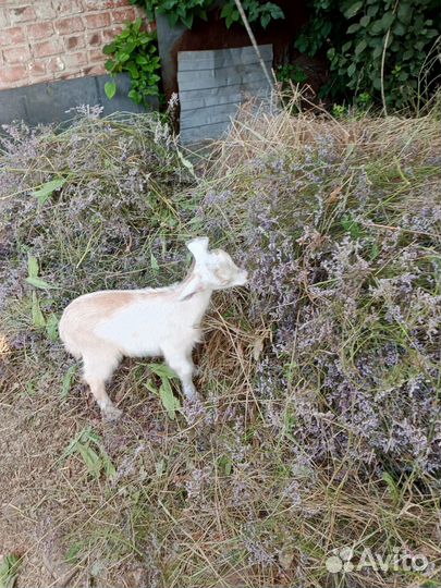 Козёл и козочка