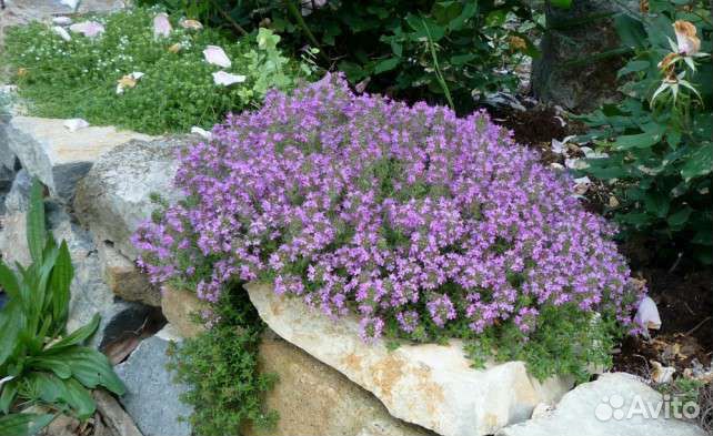 Тимьян шаровидный, почвопокровный,лимонный зкс