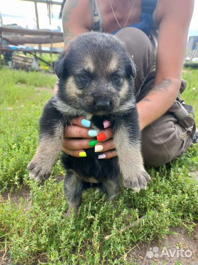 Щенки вео, 22.07 мальчик и девочка