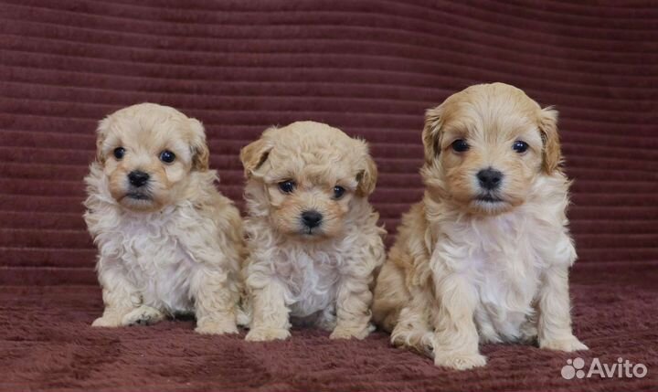 Мини мальтипу Ф1 мальчики и девочки