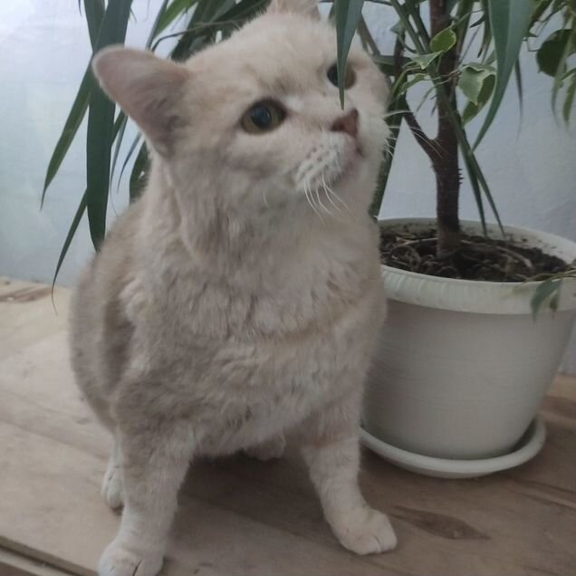 Взрослый кот в добрые руки
