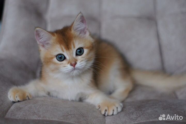 Британские золотые шиншиллы