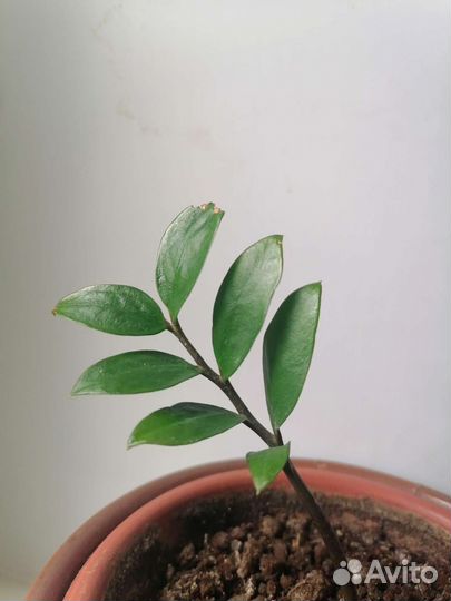 Растения комнатные