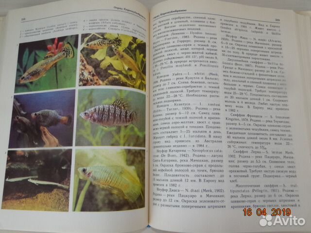 Декоративное рыбоводство