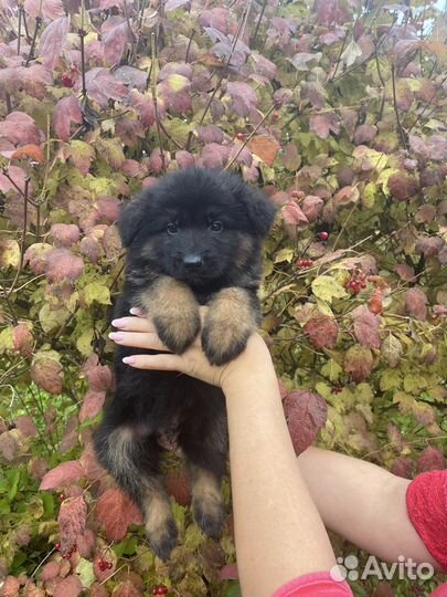 Длинношерстные красавицы