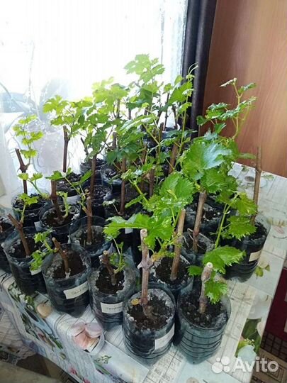 Саженцы винограда