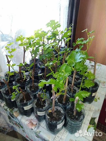 Саженцы винограда