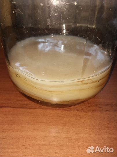 Чайный гриб комбуча