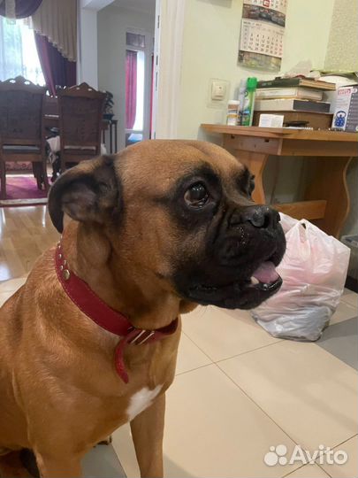 Боксер в добрые руки бесплатно