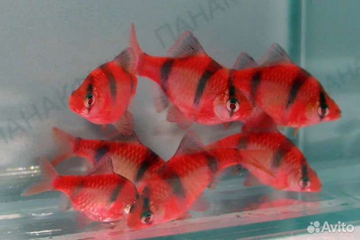 Барбусы цветные