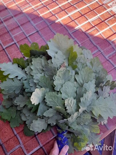 Веники для бани