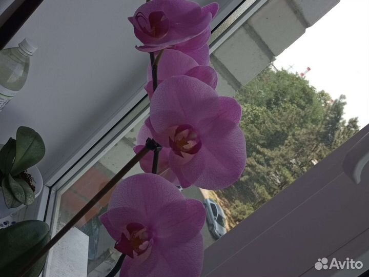 Орхидеи в горшке