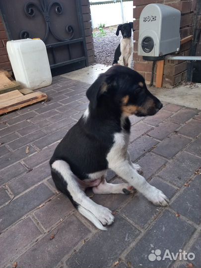 Отдам щенят в добрые руки