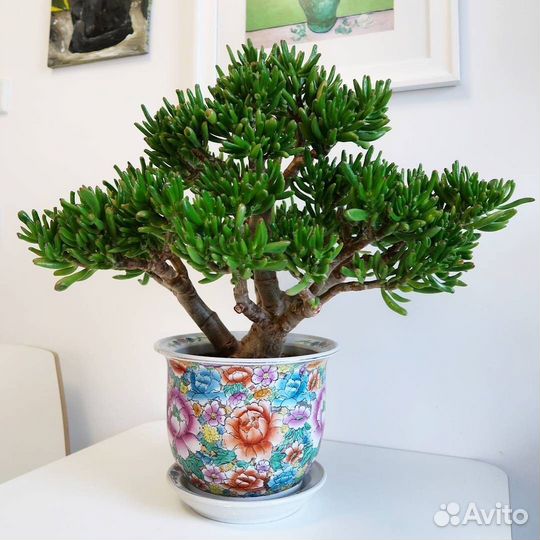 Крассула хоббит