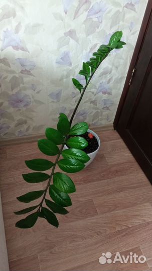 Замиокулькас - долларовое дерево