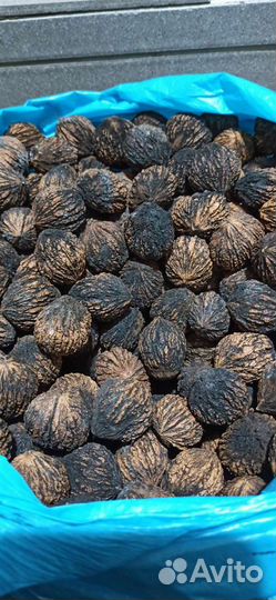 Плоды- семена Черного ореха