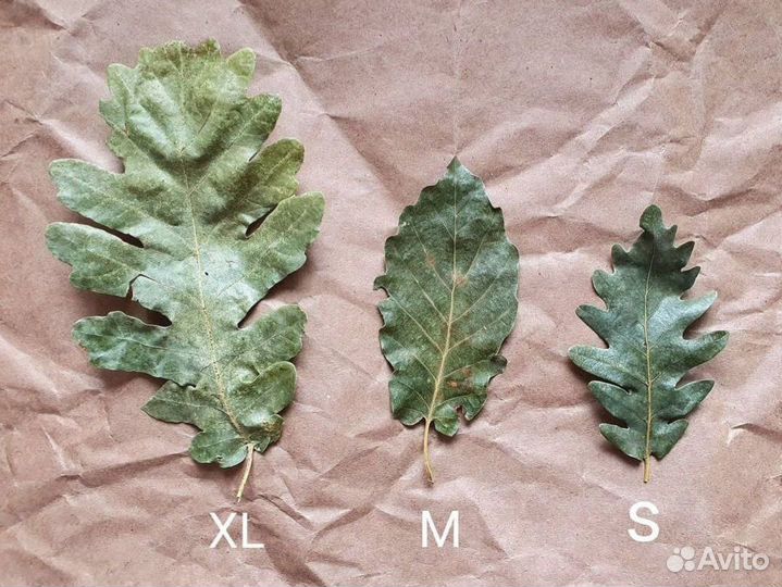 Банный веник из дуба в упаковке малый