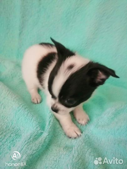 Продам щенков чихуахуа