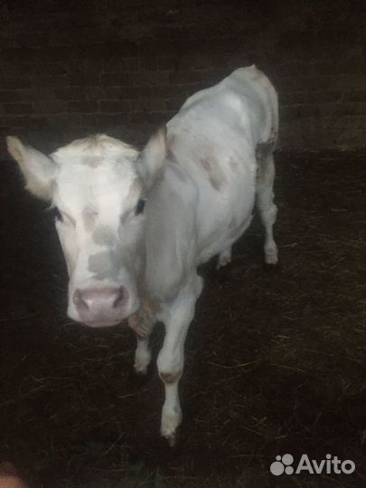 Продается телочки